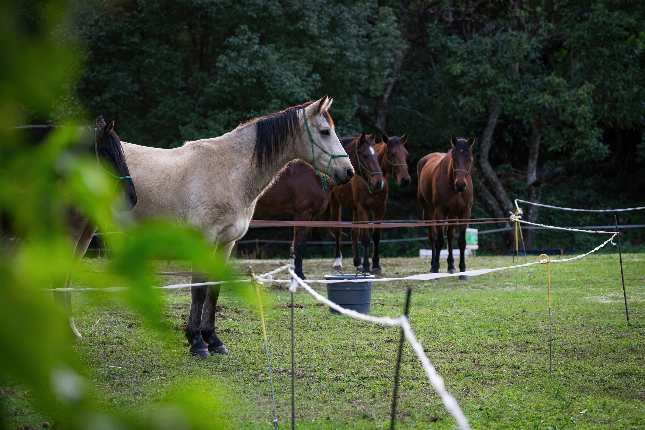 Saddled horse waiting in the shade