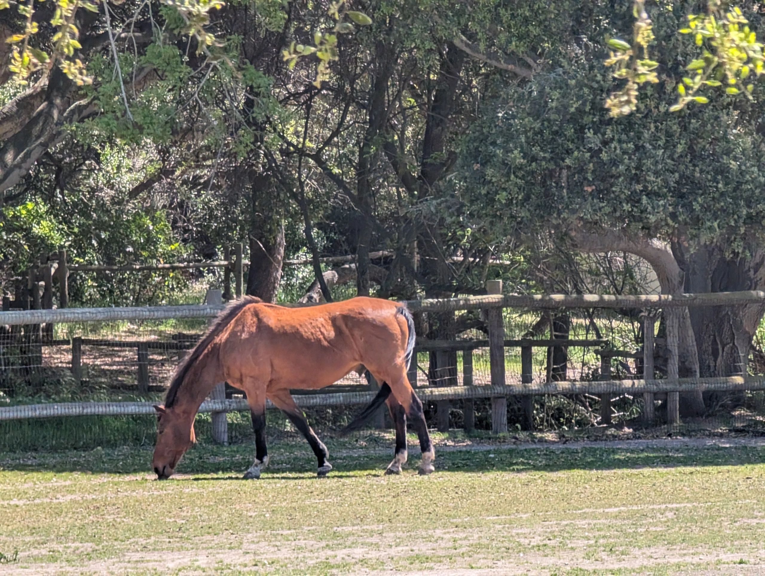 Brown quarter horse standing in a pen
