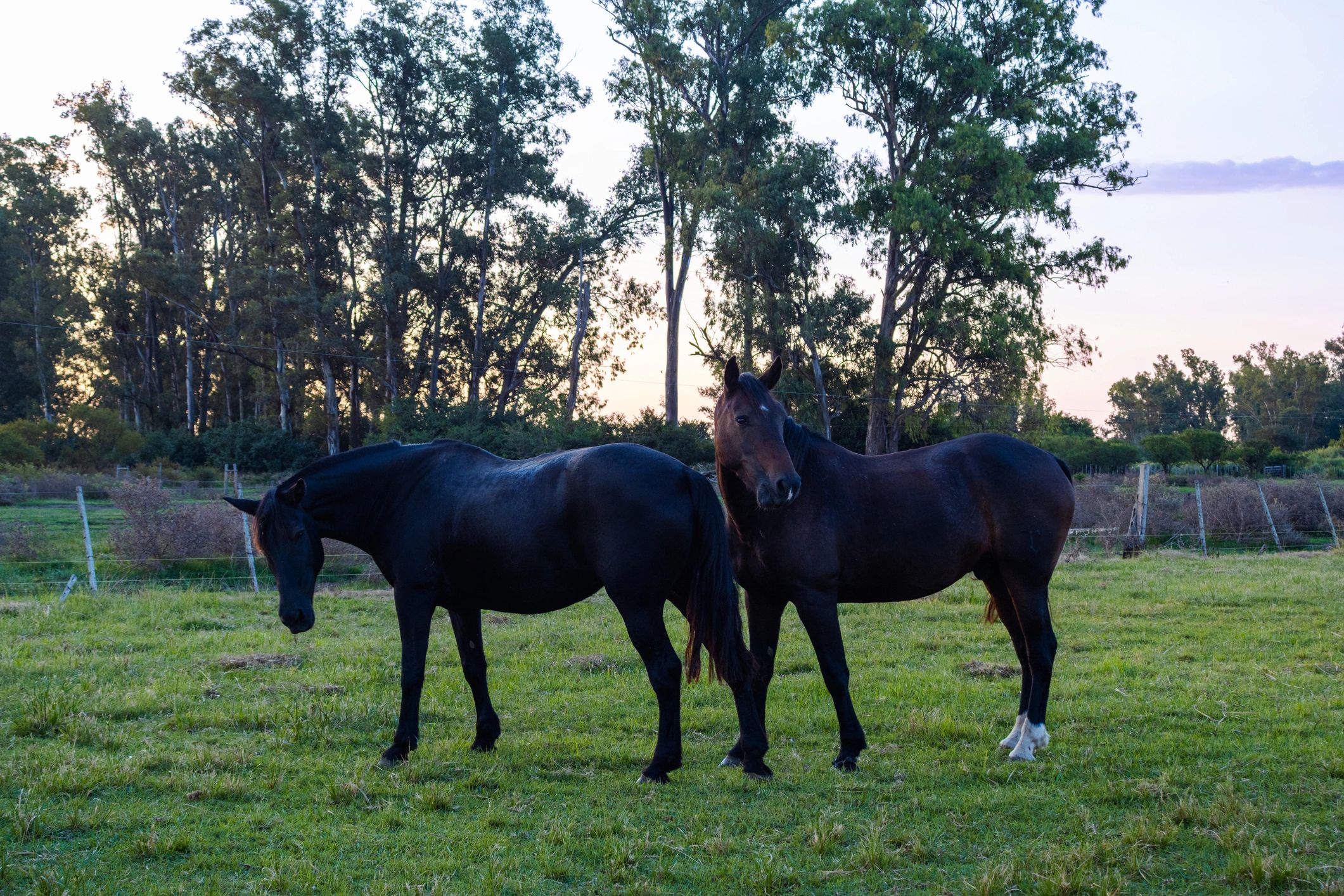 Two horses grazing in a pasture at sunset